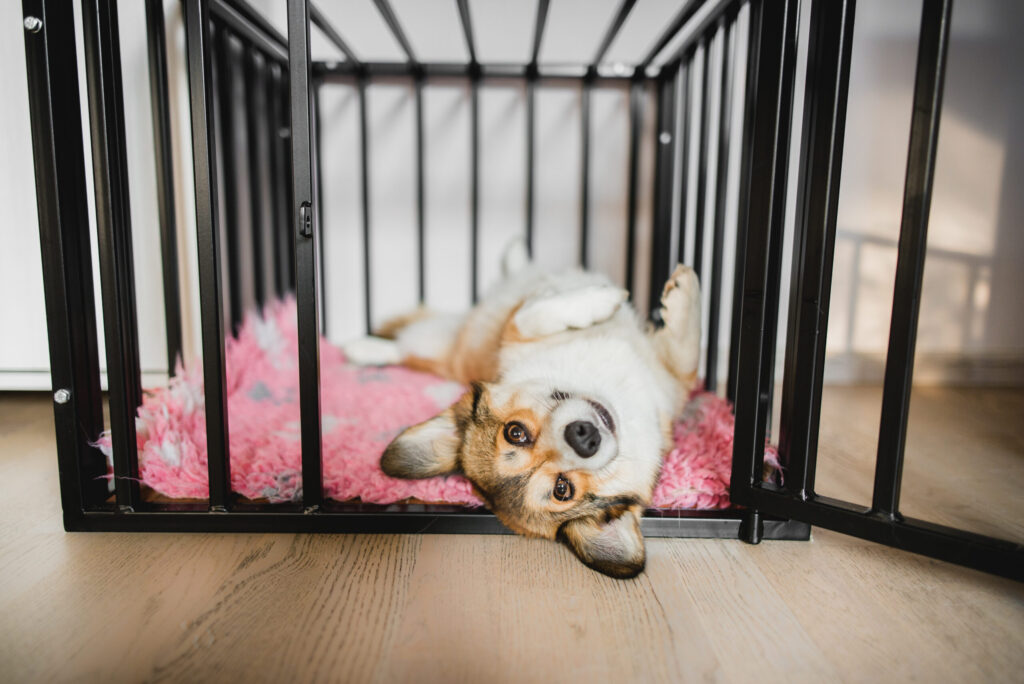 Mat and crate training foundations