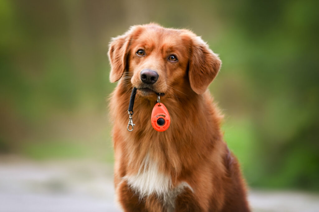 ABC of Clicker Training