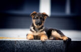 From puppy to best friend! [Webinar] 2023-07-17 14:34:00