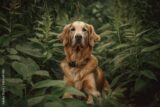 Improve your dog’s confidence [Webinar] 2021-07-24 14:34:00