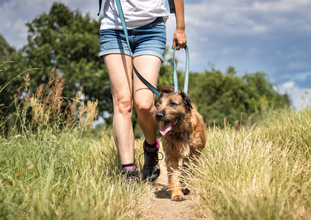 Let’s Go: Loose Leash Walking Course