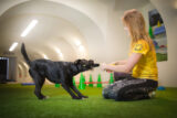 Errorless shaping for dog and animal trainers [Auditor] 01-07-2023