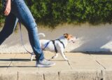 From Pulling to Peace: Loose Leash Walking Course [Premium] 01-12-2024